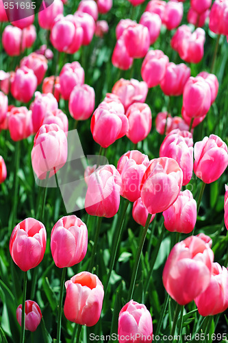 Image of Pink tulips field