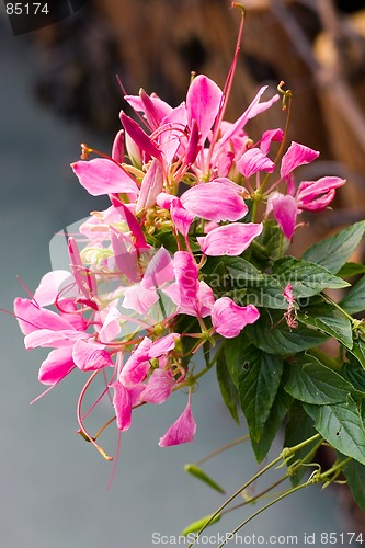 Image of colorful flower20