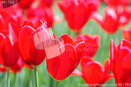 Image of Red tulips in sunlight