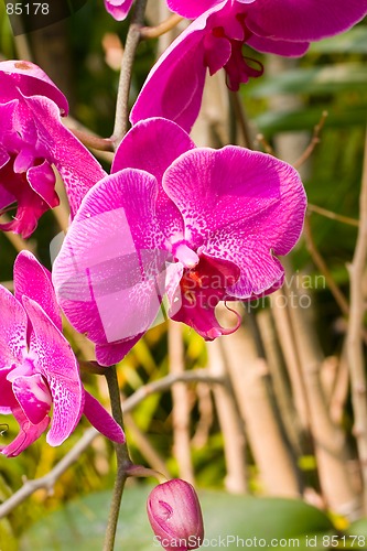 Image of flower