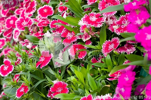 Image of flower