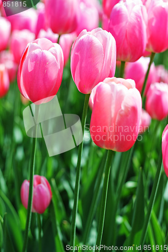 Image of Pink tulips