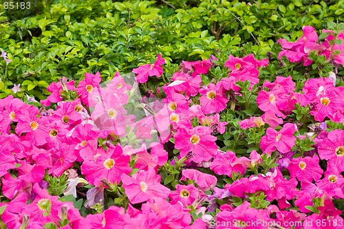 Image of flower