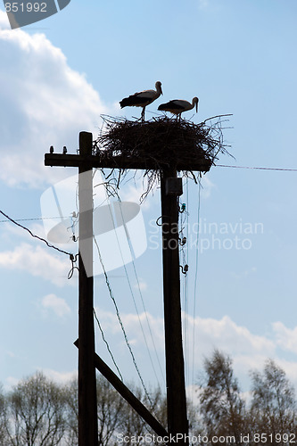 Image of Silhouette of storks