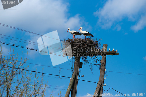 Image of Stork's nest