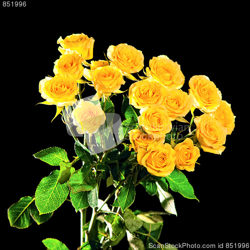 Image of Yellow roses
