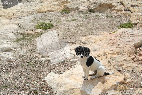 Image of Lovely little dog
