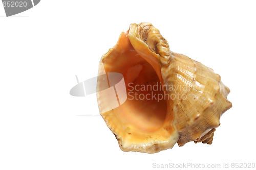 Image of Seashell on white background