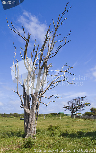 Image of Dead Tree against blue sky.