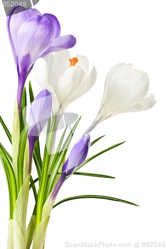 Image of Spring crocus flowers