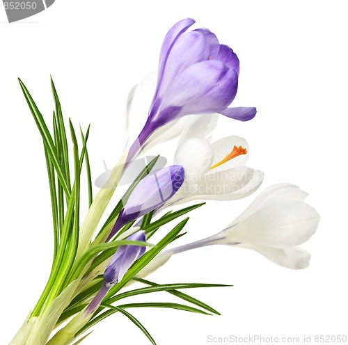 Image of Spring crocus flowers