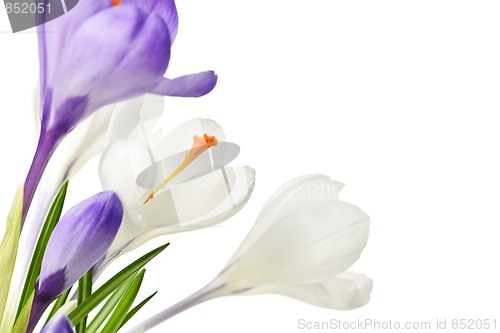 Image of Spring crocus flowers