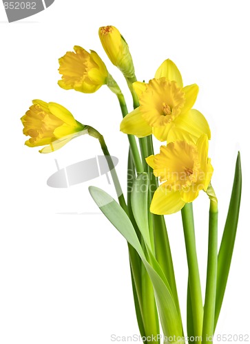 Image of Spring yellow daffodils