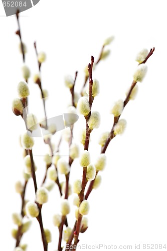 Image of Spring pussy willows