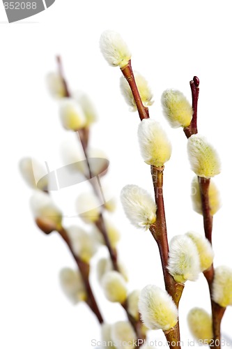 Image of Spring pussy willows