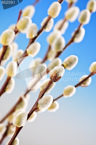 Image of Spring pussy willows