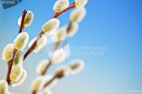 Image of Spring pussy willows