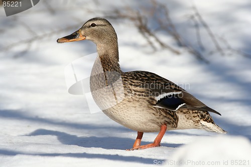 Image of Duck