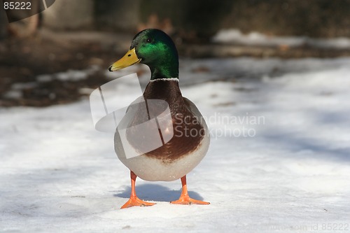 Image of Duck