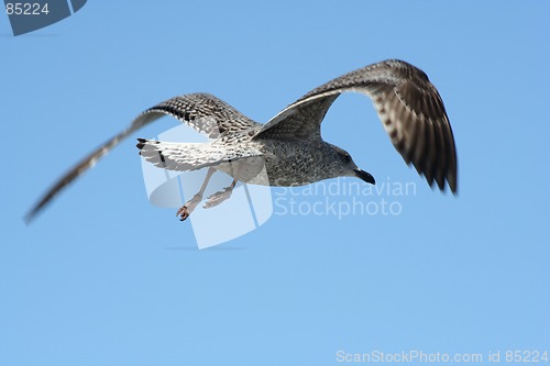 Image of Tern in Flight