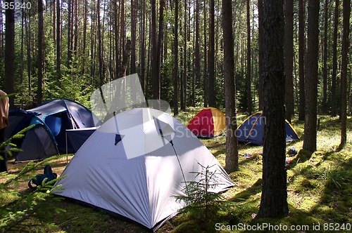 Image of Tents in the Forest