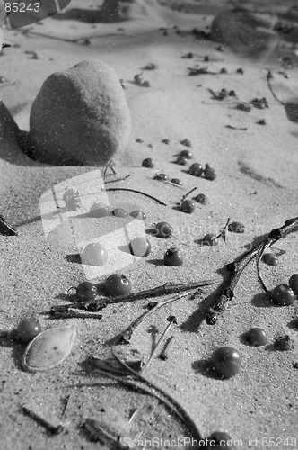 Image of Berries in the Sand