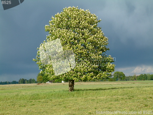 Image of Flowering tree and stormy sky in the background