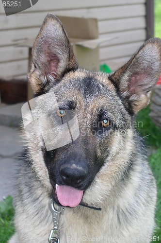 Image of German shepherd