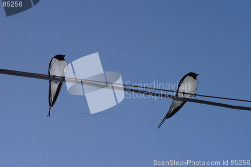 Image of Swallows