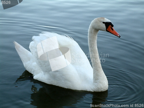 Image of Cygnus olor