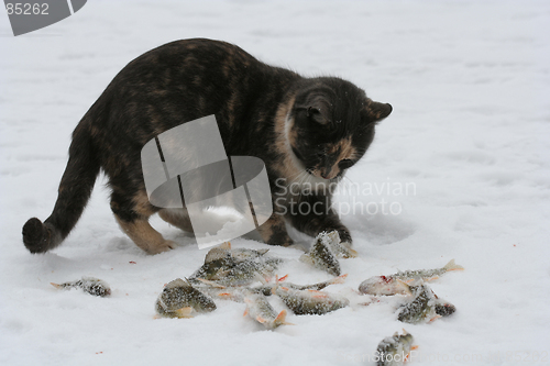 Image of Cat Playing with Fish