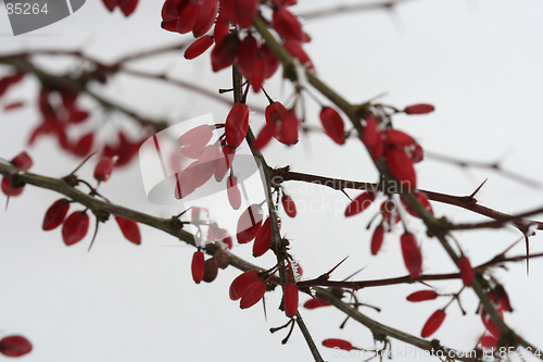 Image of Berries