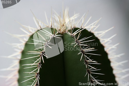 Image of Cactus