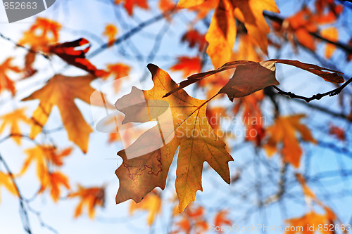 Image of Yellow leafs