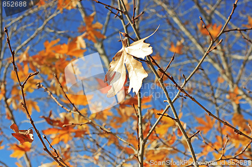 Image of Yellow leafs