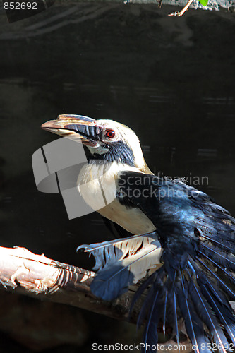 Image of The parrot