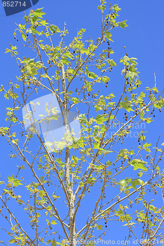 Image of The green branch