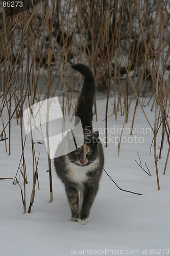 Image of Cat in Winter