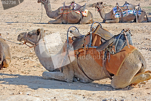 Image of Camels in the desert