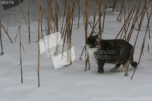 Image of Cat in Winter