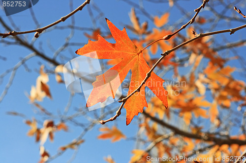 Image of Yellow leafs