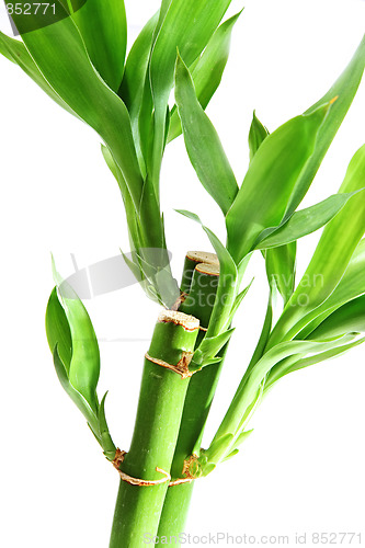 Image of The bamboo plant