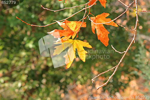 Image of Yellow leafs