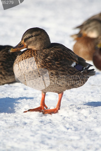 Image of Duck