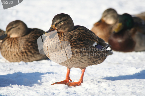 Image of Duck