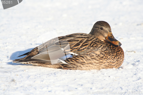 Image of Duck