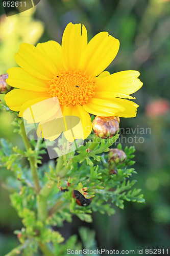 Image of Spring flowers
