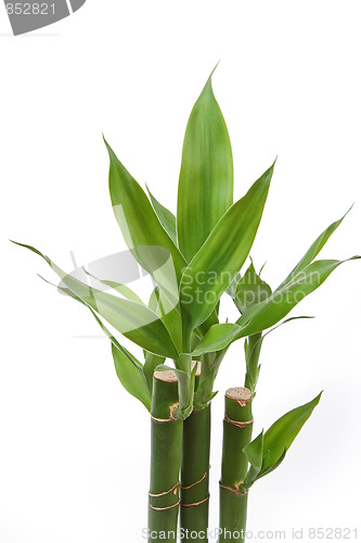 Image of The bamboo plant