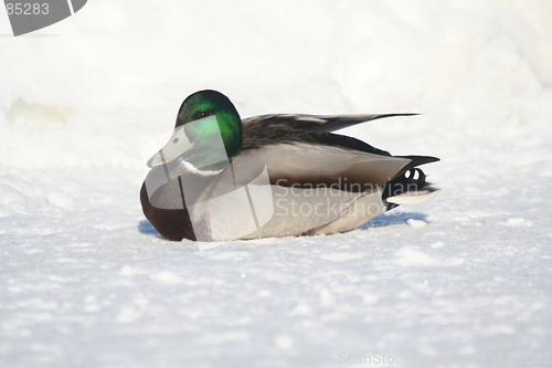 Image of Duck