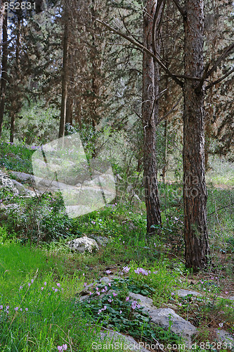 Image of The spring landscape